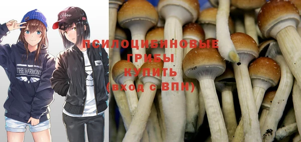 хмурый Белокуриха